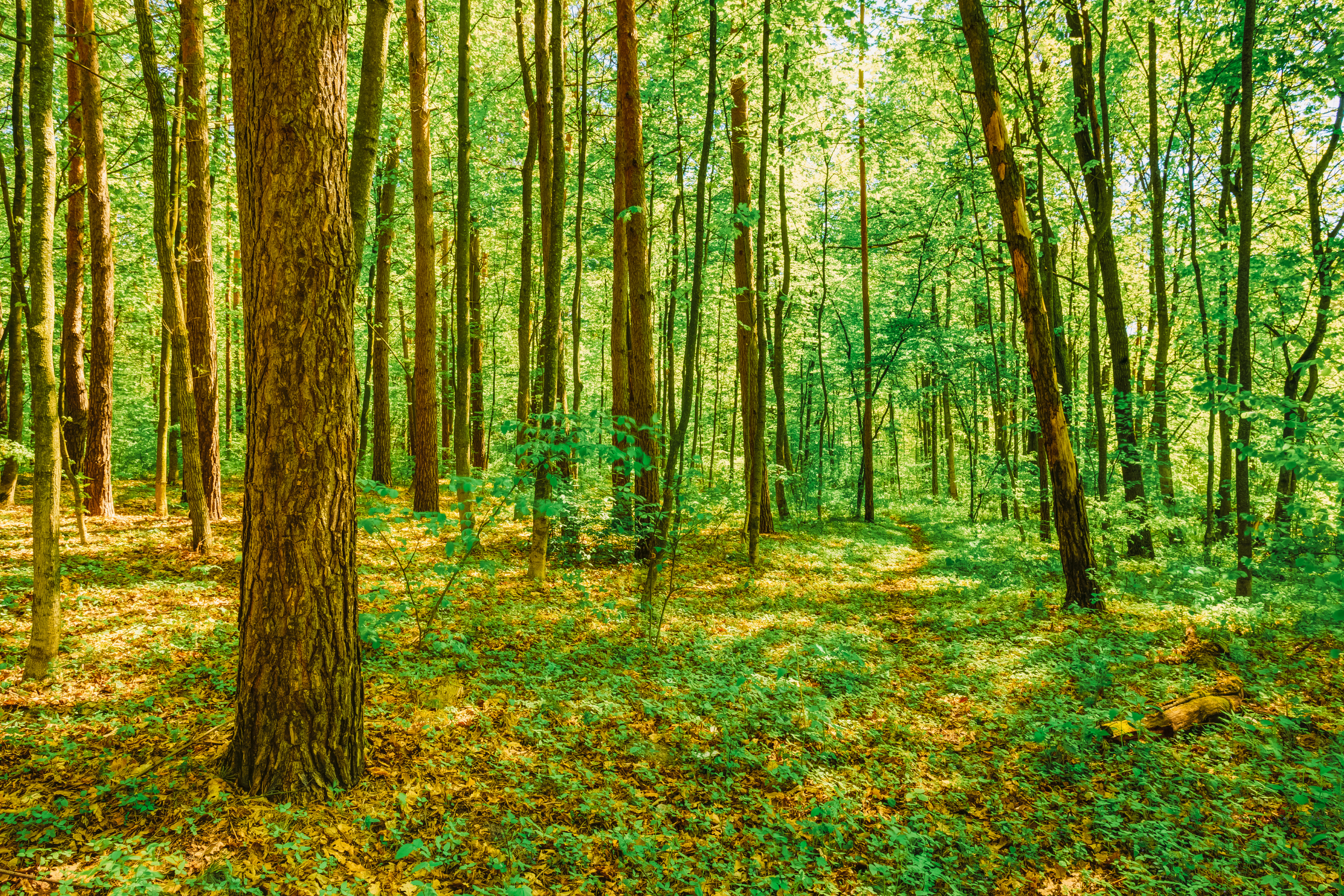 sheding natural park (3).webp